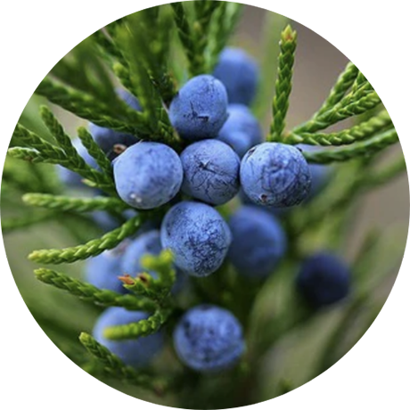 Juniper Berry